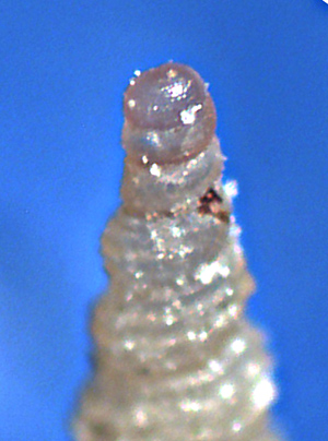 Metaxia metaxae